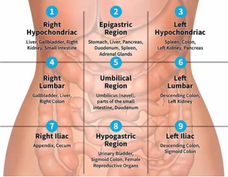 Abdominal Stomach Massage